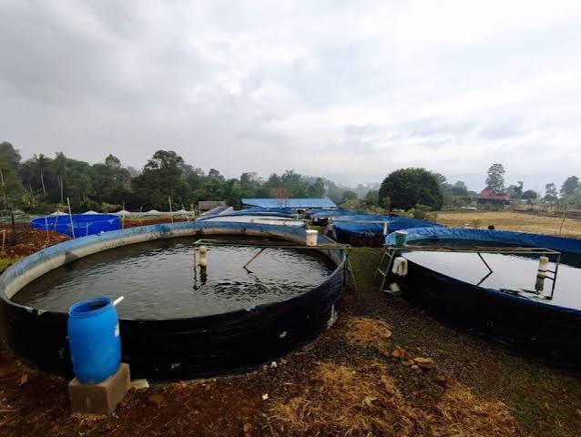 Optimasi Kolam & Pakan Perikanan Darat